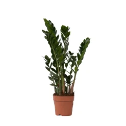 Zamioculcas Zamiifolia - ZZ Plant - Pot 17cm - Hoogte 55-65cm