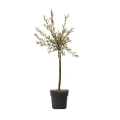 Salix Flamingo - Set Van 4 - Tuinplant - Bonte Wilg - Pot 17cm - Hoogte 60-80cm
