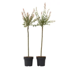 Salix Flamingo - Set Van 2 - Tuinplant - Wilg - Pot 21cm - Hoogte 110-120cm