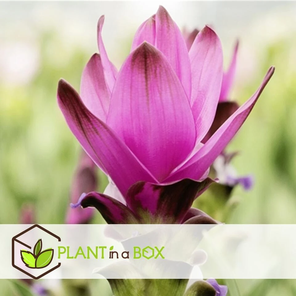 Curcuma 'Al Siam Supreme'- Set Van 2 - Pot 13cm - Hoogte 50-60cm - Afbeelding 2