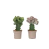 Euphorbia Lactea Cristata / Frankii - Mix Van 2 - Pot 12cm - Hoogte 25-30cm