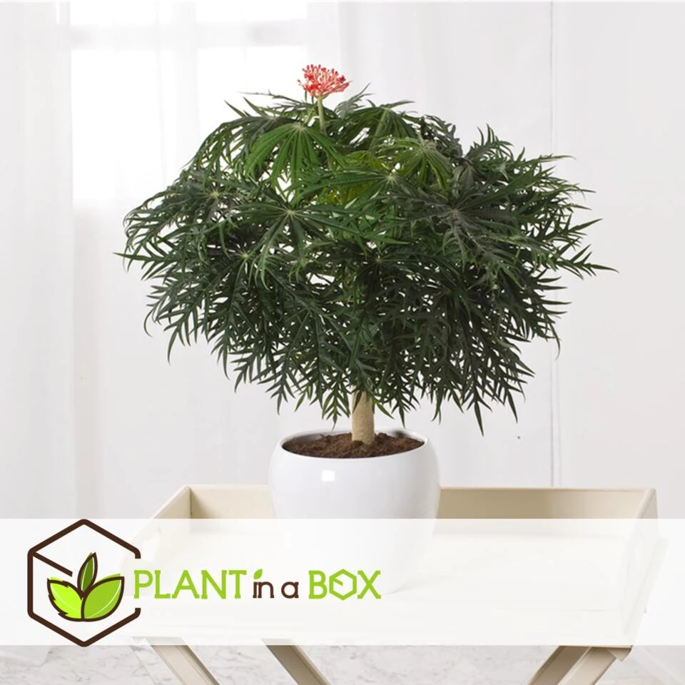 Jatropha Multifida - Exotische Bloeiende Kamerplant - Pot 17cm - Hoogte 40-50cm - Afbeelding 2