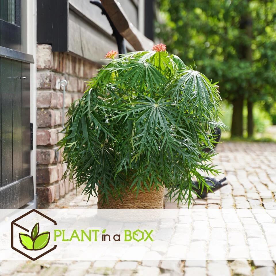 Jatropha Multifida - Exotische Bloeiende Kamerplant - Pot 17cm - Hoogte 40-50cm - Afbeelding 4