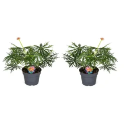 Jatropha Multifida - Exotische Bloeiende Kamerplant - Pot 17cm - Hoogte 40-50cm