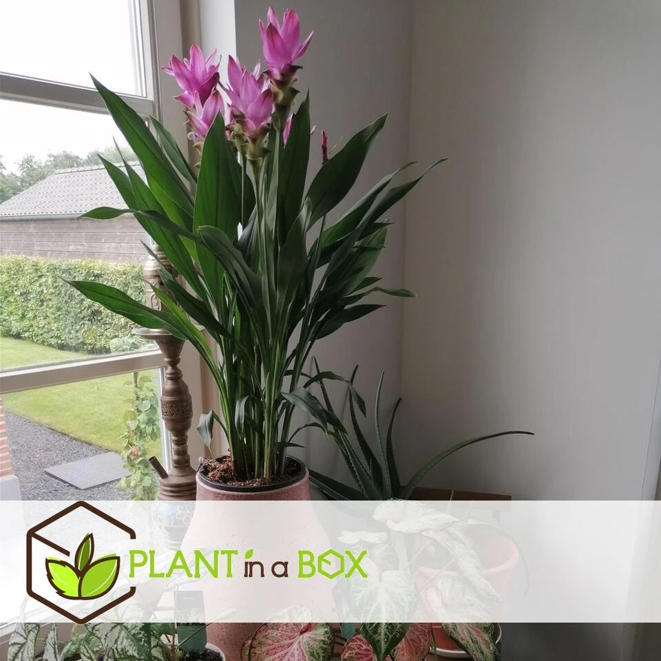 Curcuma Alismatifolia Siam Supreme - Set Van 2 - Pot 19cm - Hoogte 80-100cm - Afbeelding 2