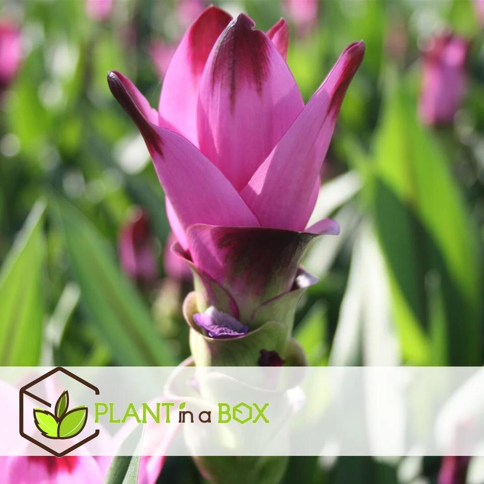 Curcuma Alismatifolia Siam Supreme - Set Van 2 - Pot 19cm - Hoogte 80-100cm - Afbeelding 3