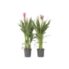 Curcuma Alismatifolia Siam Supreme - Set Van 2 - Pot 19cm - Hoogte 80-100cm