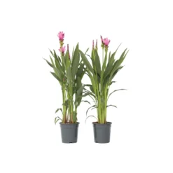 Curcuma Alismatifolia Siam Supreme - Set Van 2 - Pot 19cm - Hoogte 80-100cm