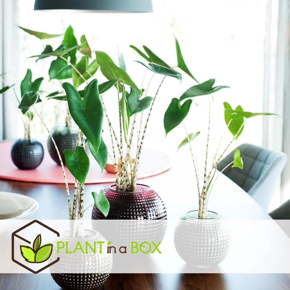 Alocasia Zebrina - XXL Kamerplant - Pot 32cm - Hoogte 140-150cm - Afbeelding 2