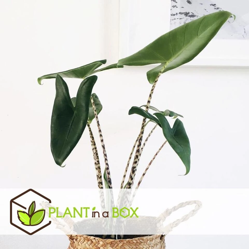 Alocasia Zebrina - XXL Kamerplant - Pot 32cm - Hoogte 140-150cm - Afbeelding 3