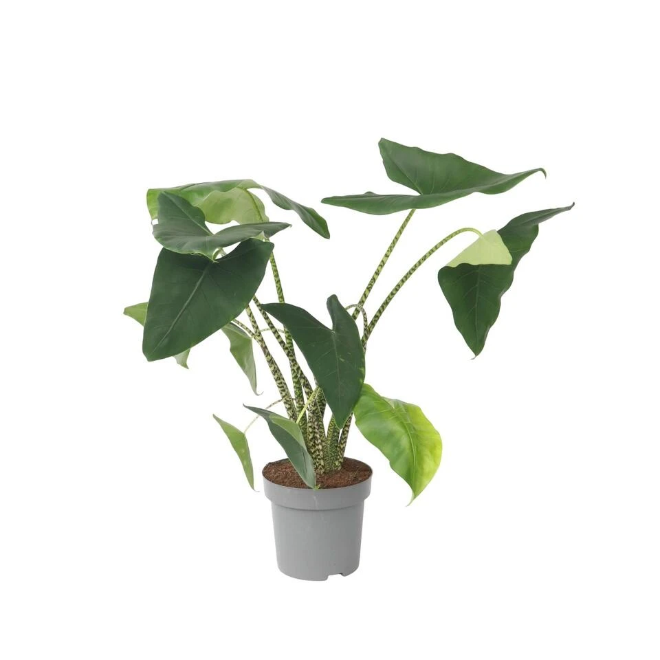 Alocasia Zebrina - XXL Kamerplant - Pot 32cm - Hoogte 140-150cm