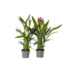 Curcuma 'Al Siam Supreme' - Set Van 4 - Pot 13cm - Hoogte 50-60cm