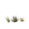 Tillandsia - Mix Van 3 - Luchtplantjes - Makkelijke Verzorging - Hoogte 5-15cm