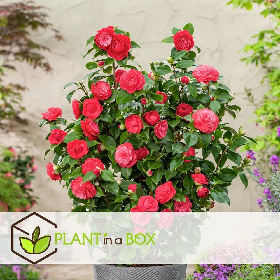 Camellia Japonica "Brushfield's Yellow" - Roos - Pot 15cm - Hoogte 50-60cm - Afbeelding 2