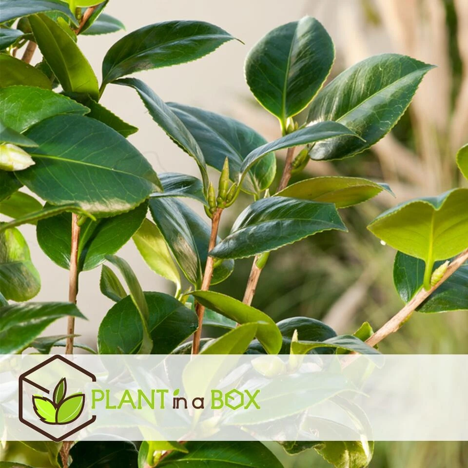 Camellia Japonica "Brushfield's Yellow" - Roos - Pot 15cm - Hoogte 50-60cm - Afbeelding 4