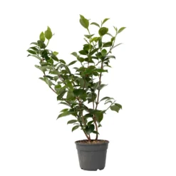 Camellia Japonica "Brushfield's Yellow" - Roos - Pot 15cm - Hoogte 50-60cm