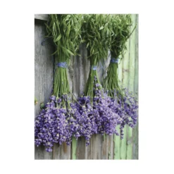 Art For The Home - Buitencanvas - Lavendel - 70x50cm