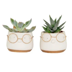 2x Succulenten Mix In Pot β Succulenten β β06 Cm - β10-15 Cm