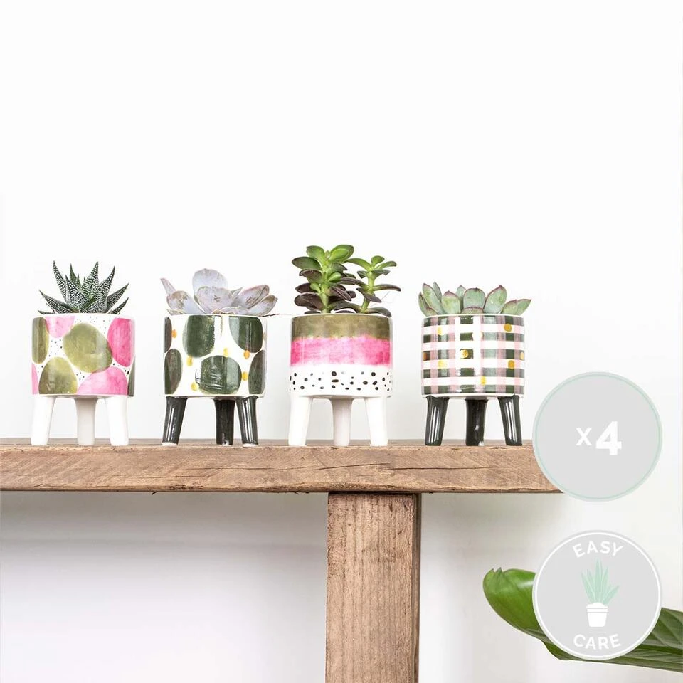 4x Succulenten Mix Pot β Succulenten β β6 Cm - β10-15 Cm - Afbeelding 2