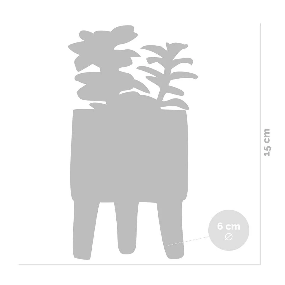 4x Succulenten Mix Pot β Succulenten β β6 Cm - β10-15 Cm - Afbeelding 3