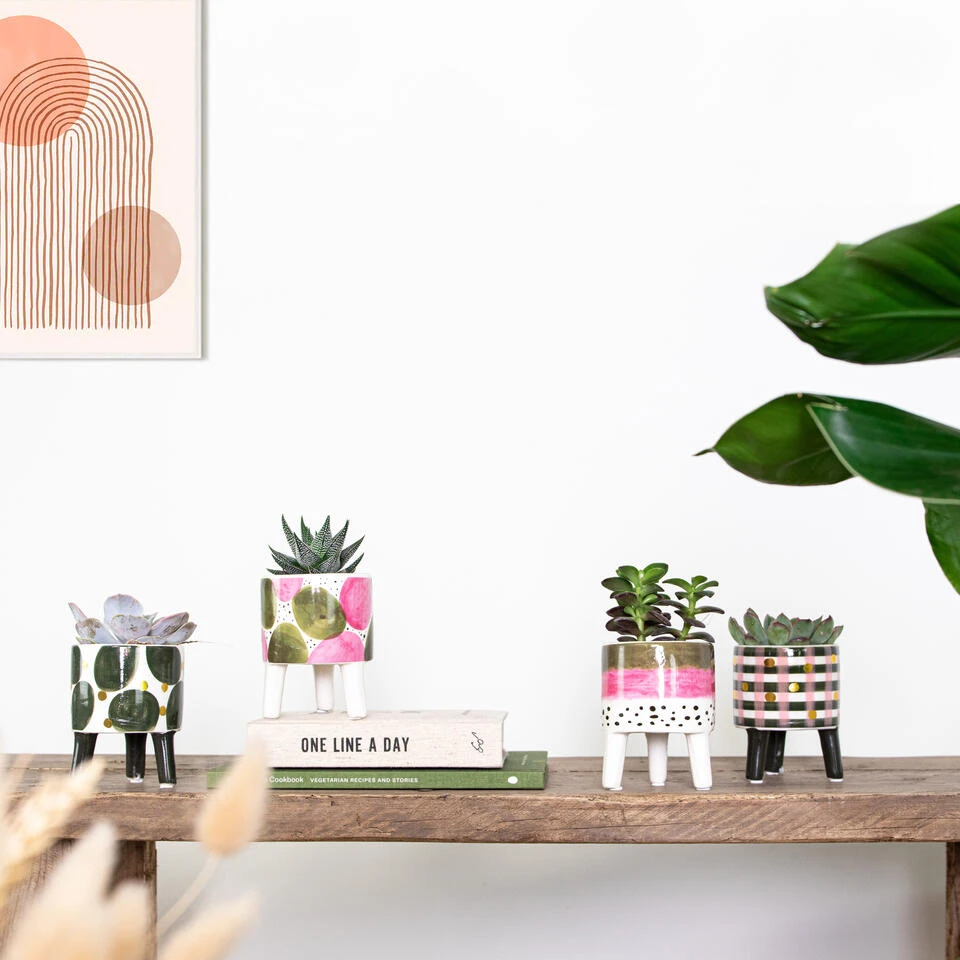 4x Succulenten Mix Pot β Succulenten β β6 Cm - β10-15 Cm - Afbeelding 4