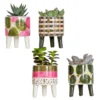 4x Succulenten Mix Pot – Succulenten – ⌀6 Cm - ↕10-15 Cm