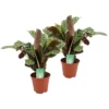 Ctenanthe 'gebedsplant' - Set Van 2 - Burle-marxii - Pot 14cm - Hoogte 30-40cm