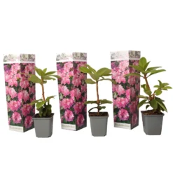 Rhododendron - Mix Van 3 - Paars,wit,roze - Tuin - Pot 9cm - Hoogte 25-40cm
