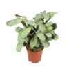 Ctenanthe Amagris - Pot 14cm - Hoogte 25-35cm
