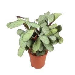 Ctenanthe Amagris - Pot 14cm - Hoogte 25-35cm