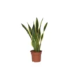 Sansevieria Laurentii - Vrouwentong - Pot 17cm - Hoogte 60-70cm