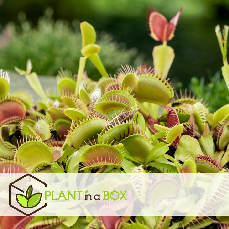 Dionaea Muscipula - Venus Vliegenvanger - Set Van 3 - Pot 5,5cm - Hoogte 5-10cm - Afbeelding 2