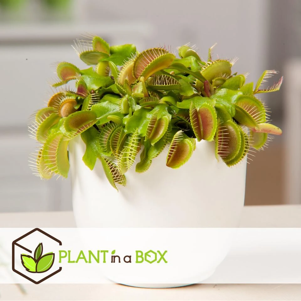 Dionaea Muscipula - Venus Vliegenvanger - Set Van 3 - Pot 5,5cm - Hoogte 5-10cm - Afbeelding 3