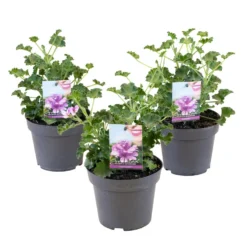 3x Pelargonium Isko Cola - Cola Geranium - Geurend ⌀14 Cm - ↕20-25 Cm