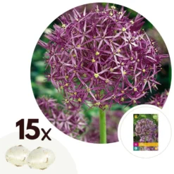 Allium Christophii X15 - Bloembollen - 15 Stuks - Sierui Paars