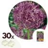 Allium Christophii X30 - Bloembollen - Sierui Paars