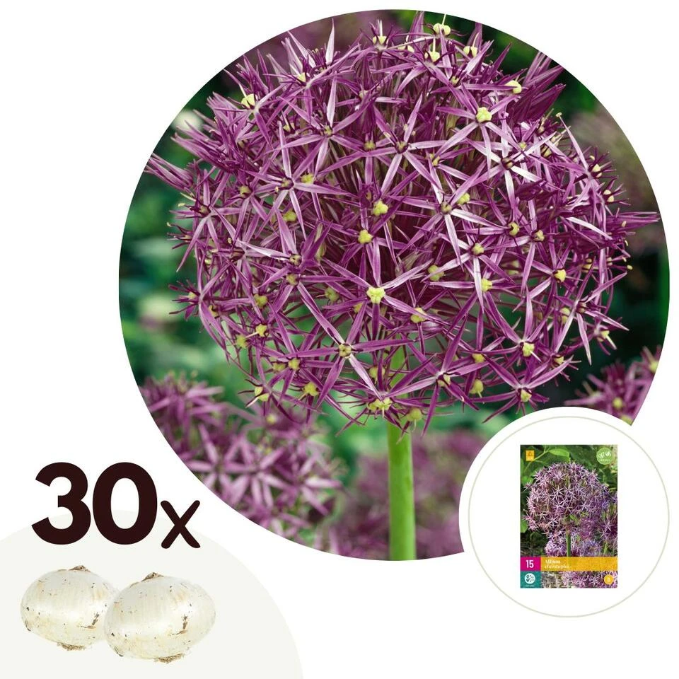 Allium Christophii X30 - Bloembollen - Sierui Paars