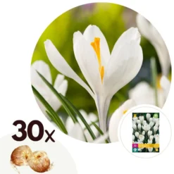 Crocus White - Bloembollen X30 - Krokus - Wit - Vroege Bloeier
