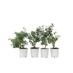 Eucalyptus Pulverulenta 'Baby Blue' - Set Van 4 - Pot 13cm - Hoogte 25-40cm