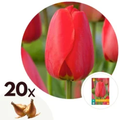 Tulipa Red Impression - Bloembollen X20 - Tulpen - Rood