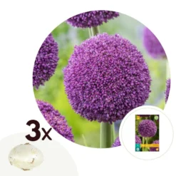 Plant In A Box - Allium Ambassador - Bloembollen X3 - Paarse Bollen - Hoog