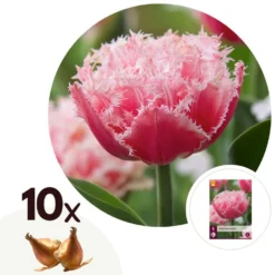 Tulipa Queensland - Bloem Bollen X10 - Tulp - Roze Wit