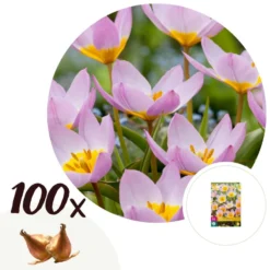 Plant In A Box - Tulipa Bakeri Lilac Wonder - Tulpenbollen X100 - Bloembollen