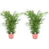Chamaedorea Elegans - Set Van 2 - Mexicaanse Palmen - Pot 20cm - Hoogte 80-90cm