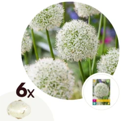 Allium Mount Everest - Bloembollen X6 - Allium - Wit