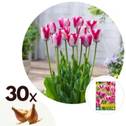 Tulipa Mata Hari - Bloembollen X30 - Tulp - Roze, Wit