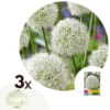 Allium Mount Everest - Bloembollen X3 - Allium - Wit
