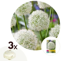Allium Mount Everest - Bloembollen X3 - Allium - Wit