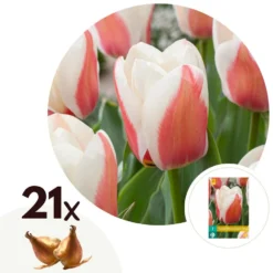 Tulipa Willem Vd Akker - Bloembollen X21 - Tulp - Tweekleurig