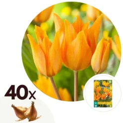 Tulipa Praestans Shogun - Bloembollen X40 - Tulp - Oranje